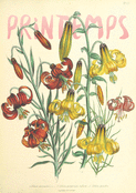 L'&eacute;clat des fleurs au printemps vibrant
